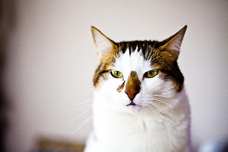 short-haired white and brown cat thumbnail