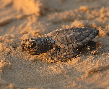 gray turtle on brown sand during daytime close-up photo thumbnail