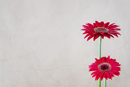 two red petaled flowers thumbnail