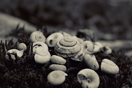 grayscale photo of snail shells thumbnail