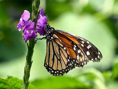 selective focus photography of monarch butterfly perched on purple petaled flower thumbnail