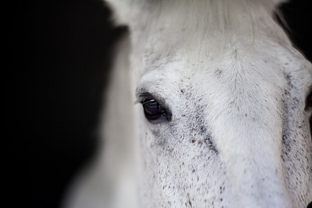 close up photo of white horse thumbnail