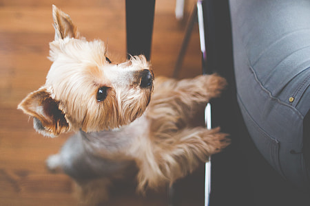 Cute Yorkshire Wanna Eat Now! thumbnail