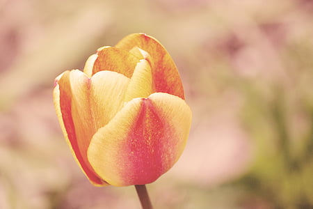 pink and yellow tulip flower thumbnail