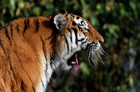 macro photography of tiger thumbnail