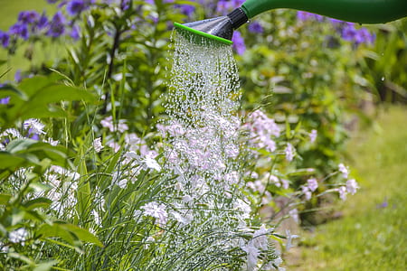person holding watering can thumbnail