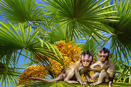 monkeys on tree thumbnail