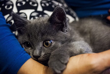 short-furred gray kitten resting hands on person's arm thumbnail