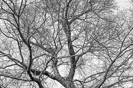 grayscale photography of bare tree thumbnail