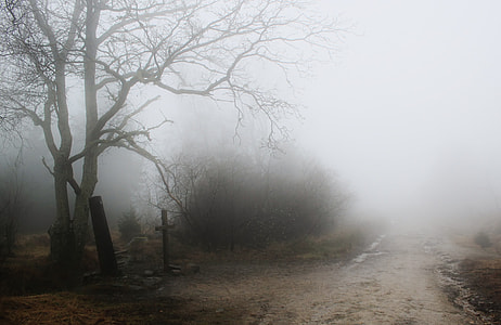 photo of foogy pathway with withered tree thumbnail