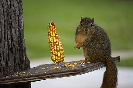 brown squirrel beside corncob thumbnail