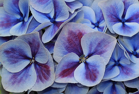 white-and-purple hydrangea flower in macro photography thumbnail
