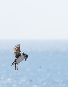 Atlanta Puffin in shallow photography thumbnail