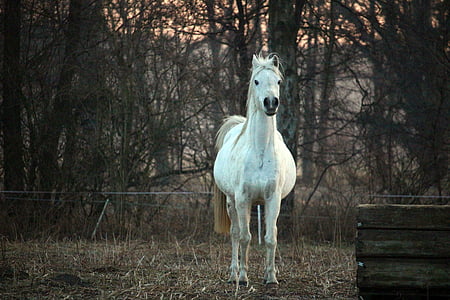 photo of white horse thumbnail