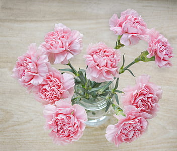 pink carnation flowers in clear glass vase thumbnail