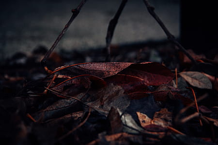 Close-Up Photography of Fallen Leaves thumbnail