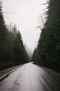 gray road between trees thumbnail