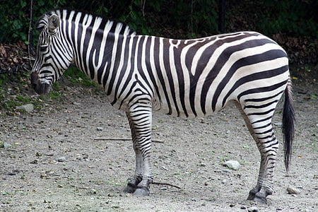 zebra standing on gray soil thumbnail