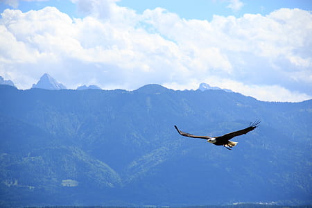 bald eagle flying during daytime thumbnail