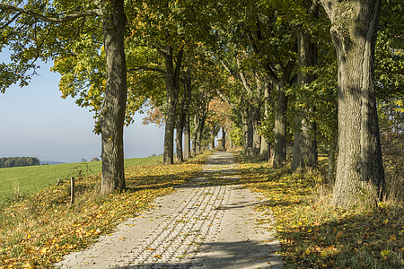 path and trees during daytime thumbnail