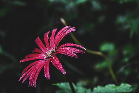 Close-Up Photography of Flower With Droplets thumbnail