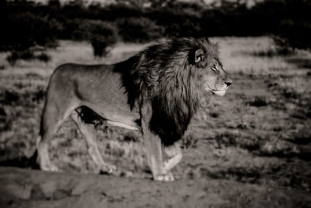 grayscale photography of lion thumbnail