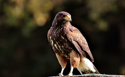 wildlife photography of brown short-beak bird thumbnail