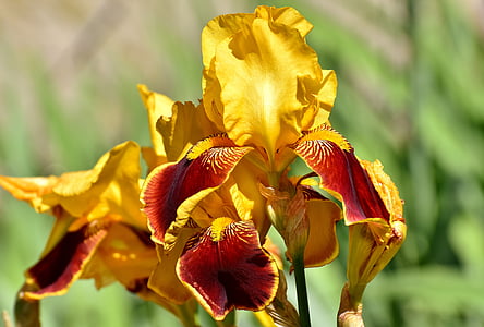 yellow-and-red canna flowers thumbnail