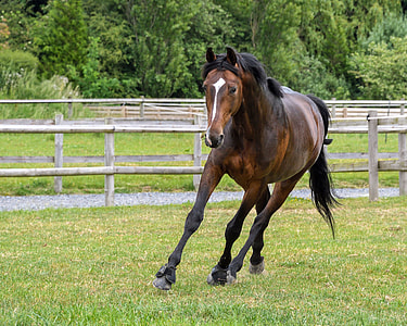 brown horse running through field thumbnail
