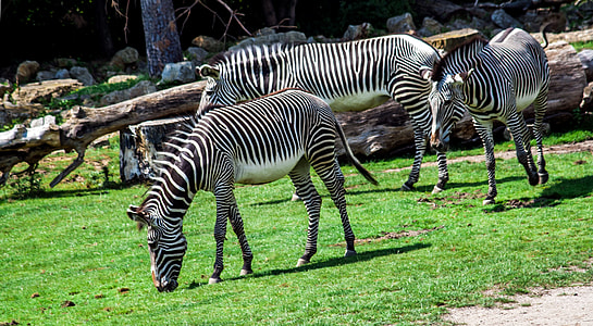 three zebra on green grass field thumbnail