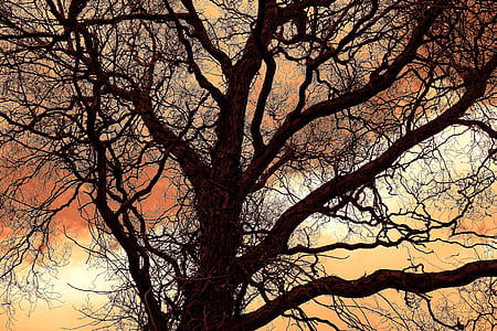 black tree digital wallpaper thumbnail