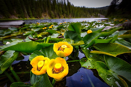 photography of three yellow flowers beside a body of water thumbnail