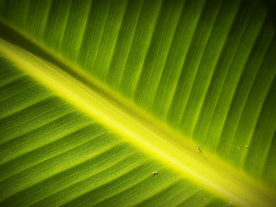 nature, pattern, plant, leaf thumbnail