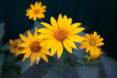 selective focus photography of yellow sunflowers thumbnail