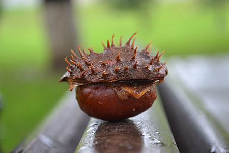 close up photo of brown nut thumbnail