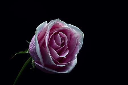 shallow focus photo of pink rose with black background thumbnail