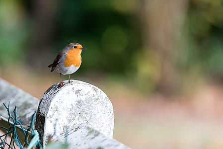 orange bellied short-beaked bird on top of rock thumbnail
