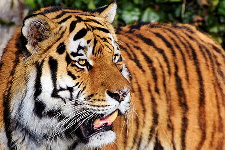 adult Bengal tiger during daytime thumbnail