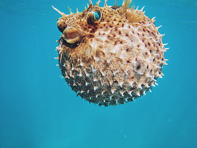 brown puffer fish in water thumbnail