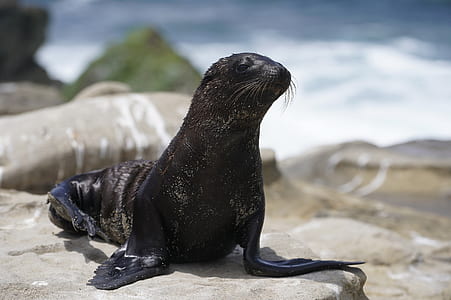 sea lion near body of water thumbnail
