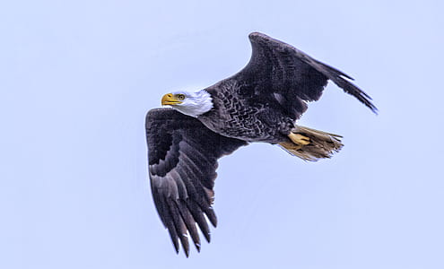 white and black eagle thumbnail