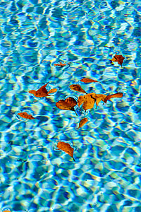 dried leaves on body of water thumbnail