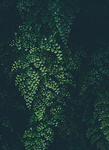 selective focus of green leafed plant thumbnail