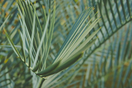 green leafed plant thumbnail