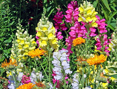 yellow, white, and pink snapdragon flowers in bloom thumbnail