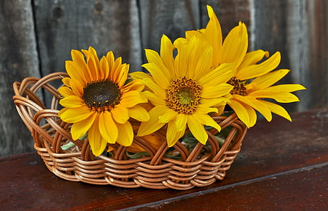 yellow sunflowers on brown wicker basket thumbnail