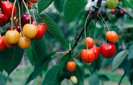 Cherries thumbnail