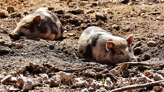 two pigs thumbnail