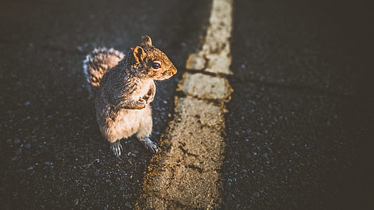 brown squirrel standing near to yellow line road thumbnail