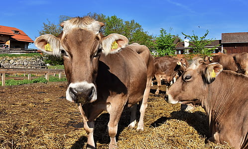 herd of brown cow thumbnail